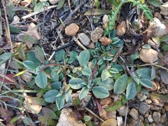 Tripodion tetraphyllum