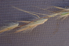 Diheteropogon amplectens