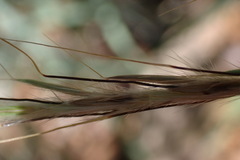 Diheteropogon amplectens
