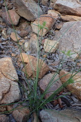 Cyperus decurvatus