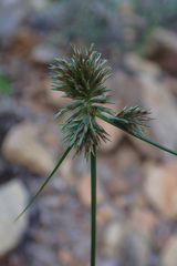 Cyperus decurvatus