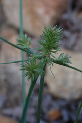Cyperus decurvatus