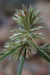 Cyperus decurvatus