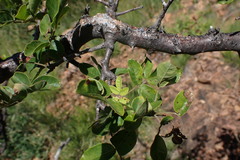 Commiphora mollis