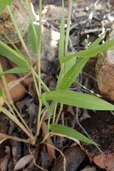 Panicum aequinerve