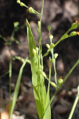 Panicum aequinerve