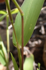 Panicum aequinerve