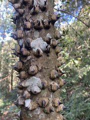 Zanthoxylum gilletii