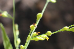 Panicum aequinerve