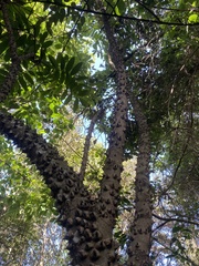 Zanthoxylum gilletii