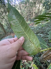 Zanthoxylum gilletii