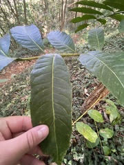 Zanthoxylum gilletii