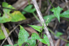 Muehlenbeckia gracillima