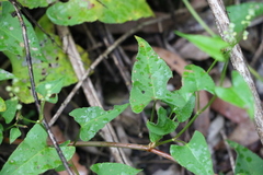 Muehlenbeckia gracillima