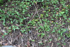 Muehlenbeckia gracillima