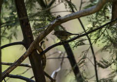 Acanthiza pusilla
