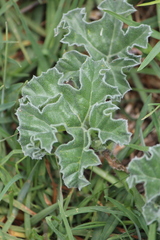 Apodanthera undulata