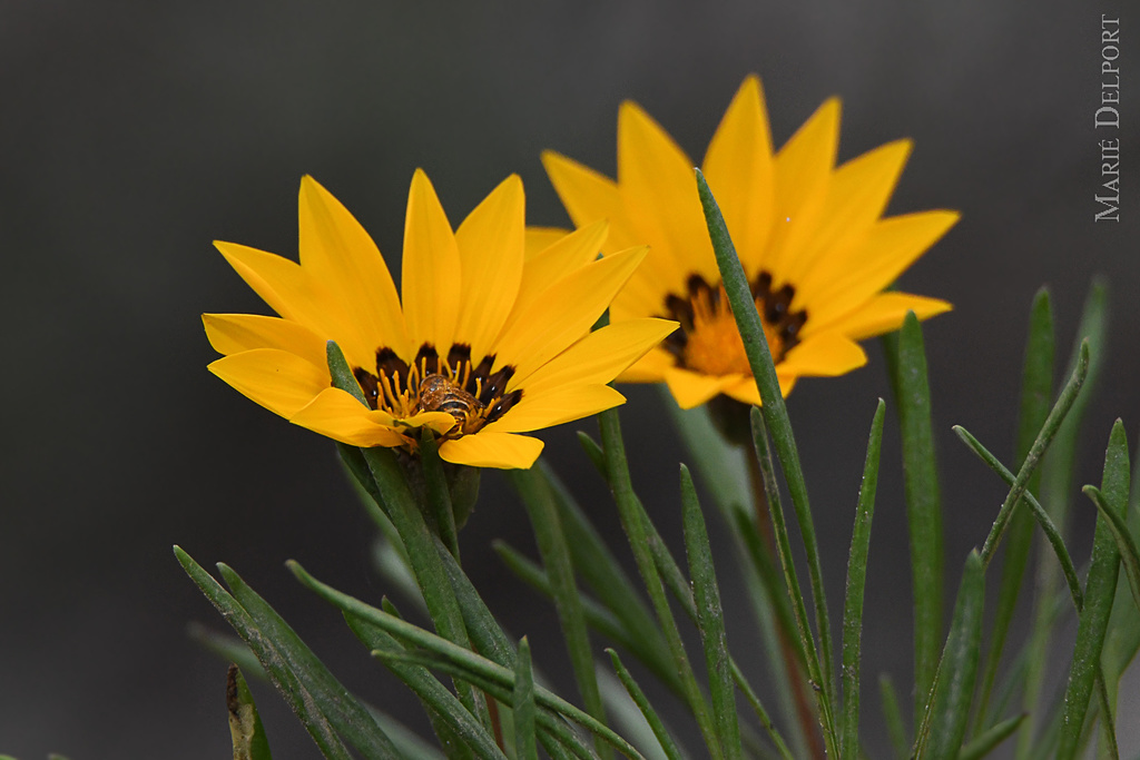 Terracotta Gazania
