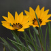 Terracotta Gazania - Photo (c) Marie Delport, some rights reserved (CC BY-NC), uploaded by Marie Delport