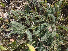 Astragalus sesameus