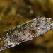 Rhino Pipefish - Photo (c) Anita Futterer, some rights reserved (CC BY-NC), uploaded by Anita Futterer