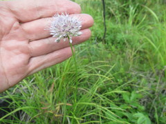 Allium splendens