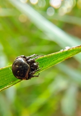 Araneus nox