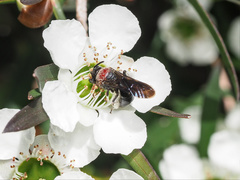 Callomelitta littleri