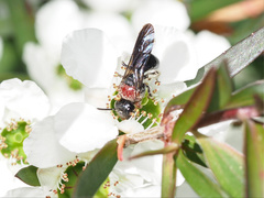 Callomelitta littleri