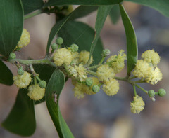 Acacia oraria