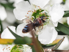 Callomelitta littleri