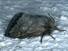 Pernattia pusilla