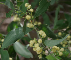 Acacia oraria
