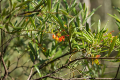 Grevillea floribunda