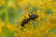 Camponotus aegaeus