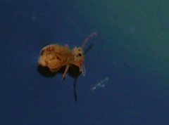Dicyrtomina ornata