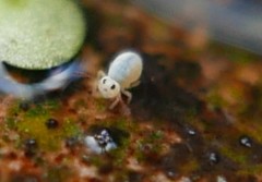 Sminthurides aquaticus