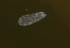 Ectopsocus petersi