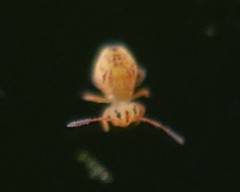 Dicyrtomina ornata