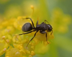 Camponotus aegaeus