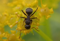 Camponotus aegaeus