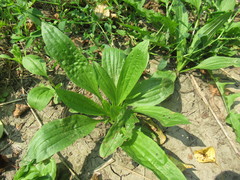 Plantago depressa