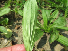 Plantago depressa