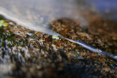 Sminthurides aquaticus