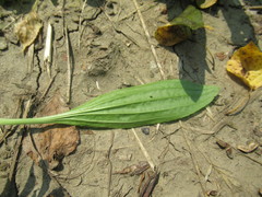 Plantago depressa
