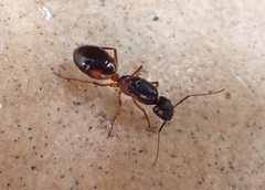 Camponotus sanctus