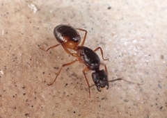 Camponotus sanctus