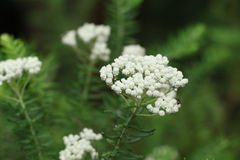 Ozothamnus rufescens
