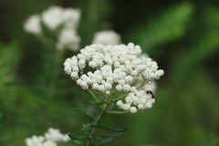 Ozothamnus rufescens