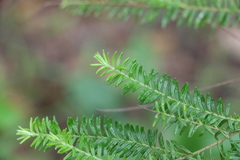 Ozothamnus rufescens